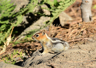 Naklejka na ściany i meble Chipmunk at Ed Z'berg Sugar Pine Point State Park, California