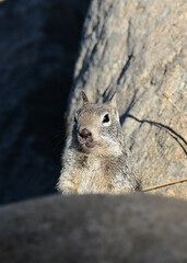 California ground squirrel at Ed Z'berg Sugar Pine Point State Park, California