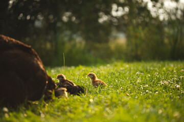 Baby chickens with their mother hen on a small farm in Ontario, Canada.