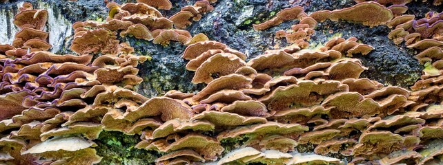 Panoramic Background of mushrooms on an old tree.