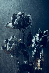Dried black roses. Bunch of beautiful faded flowers through the glass with rain drops. Sad love concept. Copy space, dark background