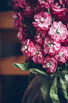 Close up of Pink Stock flower, Matthiola incana, also known as gilly flower or hoary stock
