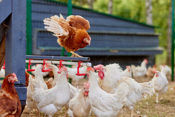 chicken drinking water from a drinker at chicken eco farm, free range chicken farm