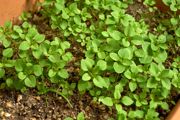close up of ivy branches