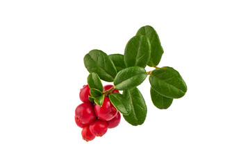 Lingonberry with leaves, isolated on white background.