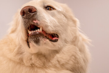 Portrait of a Great Pyrenees dog