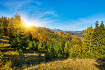 Fototapeta premium Enchanting Autumn Splendor: Majestic Carpathian Peaks Amidst a Colorful Tapestry