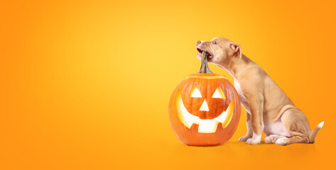 Cute puppy dog Halloween pumpkin on colored background. Fall season or pets celebrating Halloween...