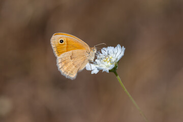 
Satyridae / Küçük Zıpzıp Perisi / Small Heath / Coenonympha pamphilus