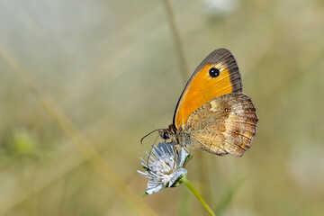 Satyridae / Pironiya / Gatekeeper / Pyronia tithonus