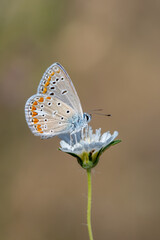 Lycaenidae / Çokgözlü Mavi / Common Blue / Polyommatus icarus