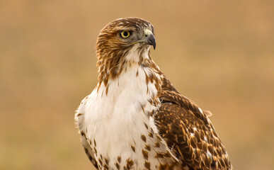 Broad-winged Hawk - A front-side telephoto shot of a Broad-winged Hawk perching at a hilltop on a sunny Spring evening. Bear Creek Lake Park, Colorado, USA.