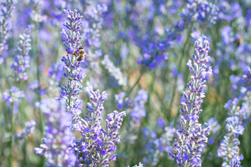 close shot of flowers of lavender field in region with a bee on it