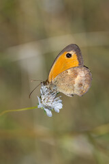 Satyridae / Pironiya / Gatekeeper / Pyronia tithonus
