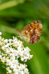 Nymphalidae / Böğürtlen Brentisi / Marbled Fritillary / Brenthis daphne