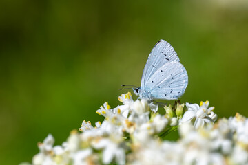 
Lycaenidae / Kutsal Mavi / Holly Blue / Celastrina argiolus