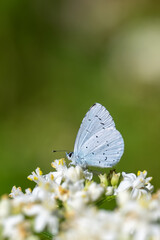 
Lycaenidae / Kutsal Mavi / Holly Blue / Celastrina argiolus