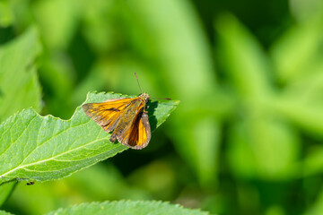 Hesperiidae / Orman Zıpzıpı / Large Skipper / Ochlodes venatus