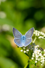 Lycaenidae / Çokgözlü Dafnis / Meleager's Blue / Polyommatus daphnis