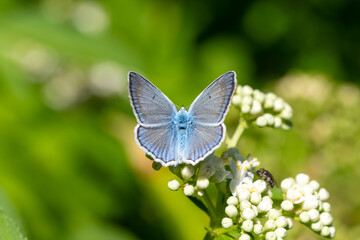 Lycaenidae / Çokgözlü Dafnis / Meleager's Blue / Polyommatus daphnis