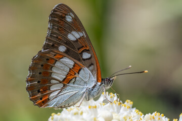 Nymphalidae / Akdeniz Hanımeli Kelebeği / Southern White Admiral / Limenitis reducta