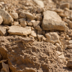 Desert reptiles are barely visible against the background of stones