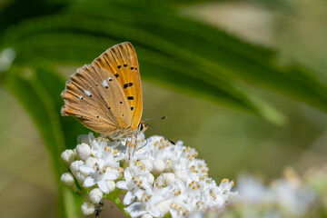 Lycaenidae / Orman Bakırı / scarce copper / Lycaena virgaureae