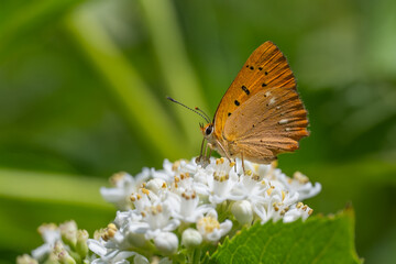 Lycaenidae / Orman Bakırı / scarce copper / Lycaena virgaureae
