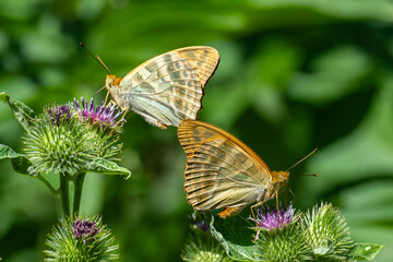 Nymphalidae / Cengaver / Silver-washed Fritillary / Argynnis paphia