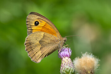 Satyridae / Çayır Esmeri / Meadow brown / Maniola jurtina