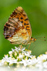 Nymphalidae / Böğürtlen Brentisi / Marbled Fritillary / Brenthis daphne
