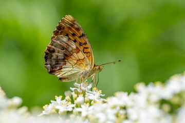 Nymphalidae / Böğürtlen Brentisi / Marbled Fritillary / Brenthis daphne