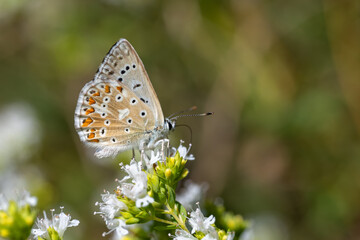 Lycaenidae / Çokgözlü Anadolu Çillisi / Anatolian Chalk-hill Blue / Polyommatus ossmar