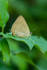 
Lycaenidae / Mor Meşe / Purple Hairstreak / Quercusia quercus