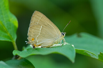 
Lycaenidae / Mor Meşe / Purple Hairstreak / Quercusia quercus