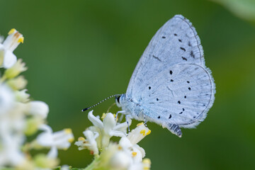 
Lycaenidae / Kutsal Mavi / Holly Blue / Celastrina argiolus
