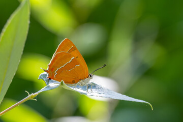 Huş kelebeği » Thecla betulae » Brown Hairstreak