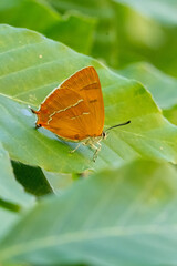 Huş kelebeği » Thecla betulae » Brown Hairstreak
