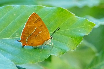 Huş kelebeği » Thecla betulae » Brown Hairstreak