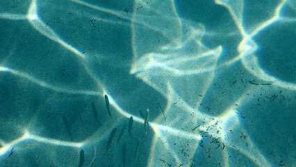 Poissons mer