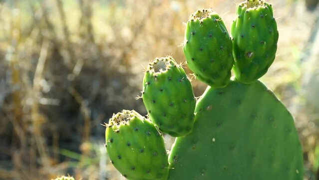Close-up prickly pear cactus fruit in the village.