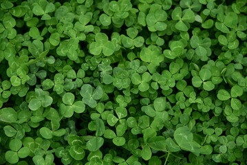 Saturated green clover lawn (trefoil top view). Natural floral texture containing the pattern of...