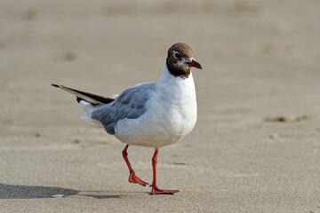 Mouettes