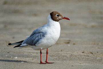 Mouettes