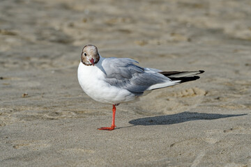 Mouettes