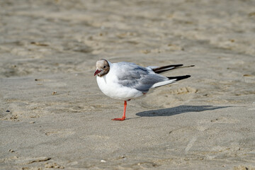 Mouettes