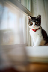 窓辺の子猫