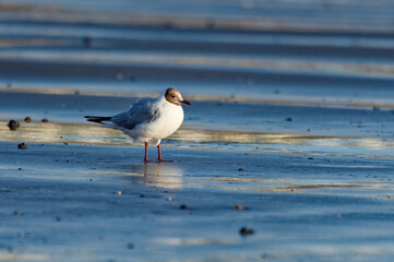 Cayeux