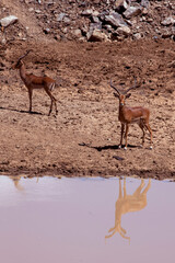 antelopes reflection in the water