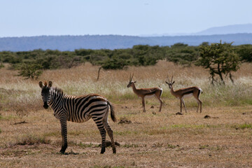 zebras and antelopes in lakipia 